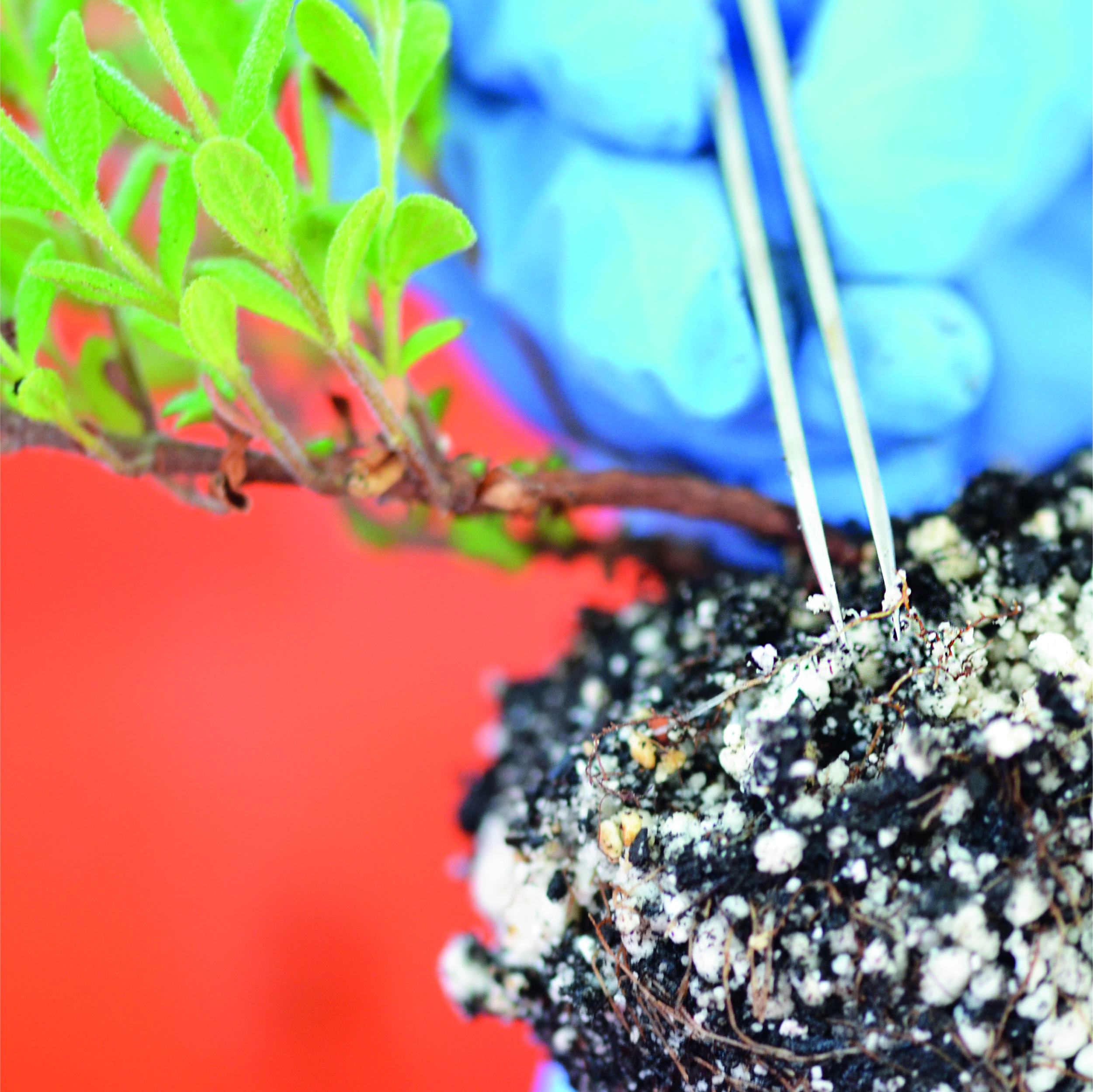 Pormenor da colheita de raízes de Cistus para avaliação da micorrização sob efeito de fitoestrogénios